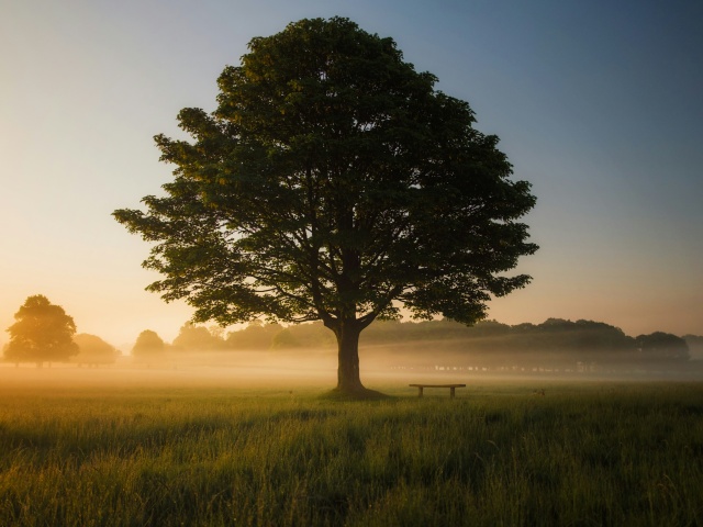 A tree in a field with the sun setting in the distance.