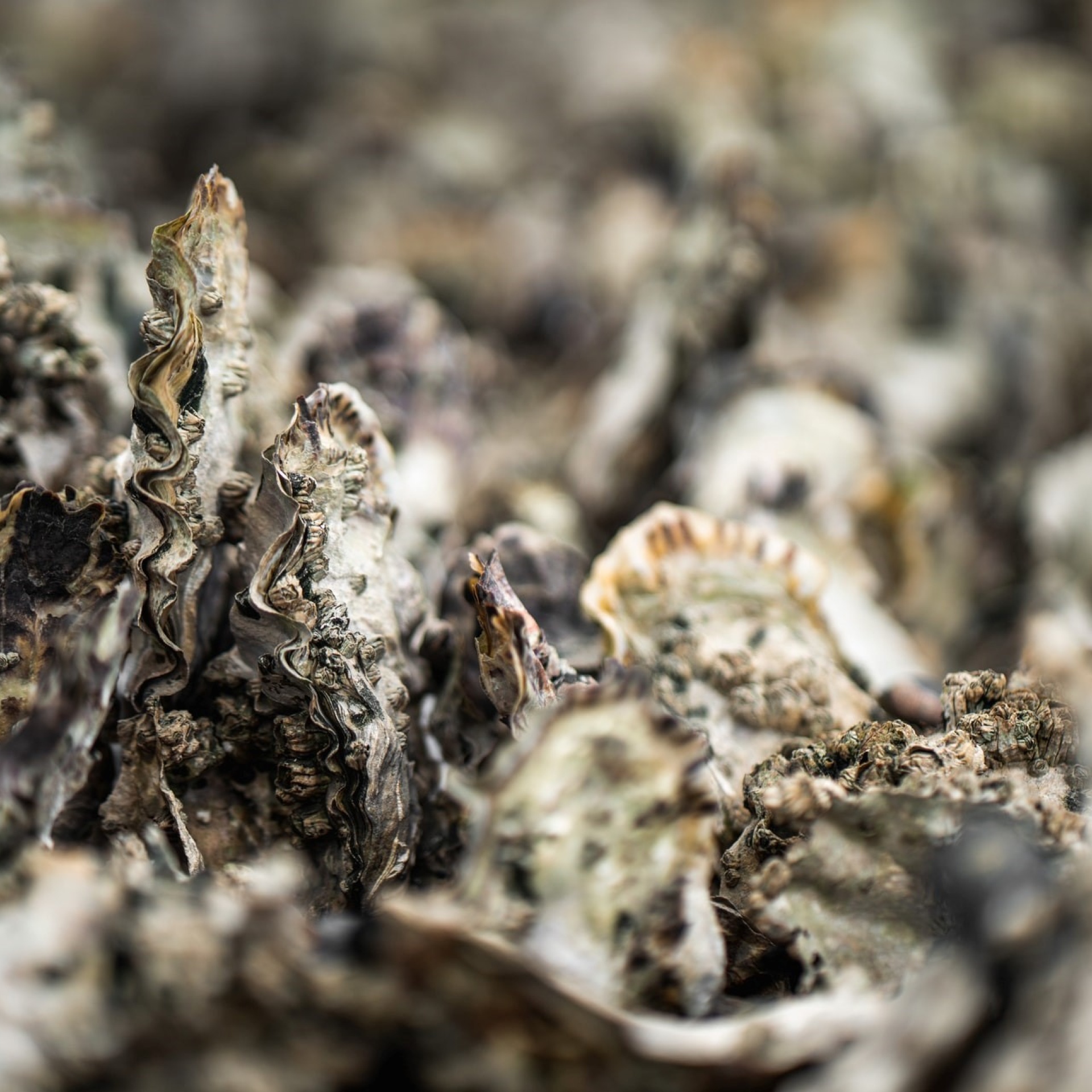 Close up of oysters.