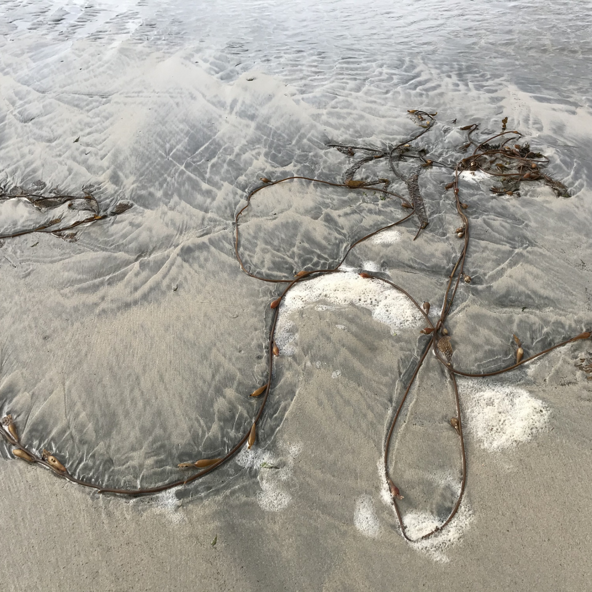 An image of rope washing ashore on a beach.