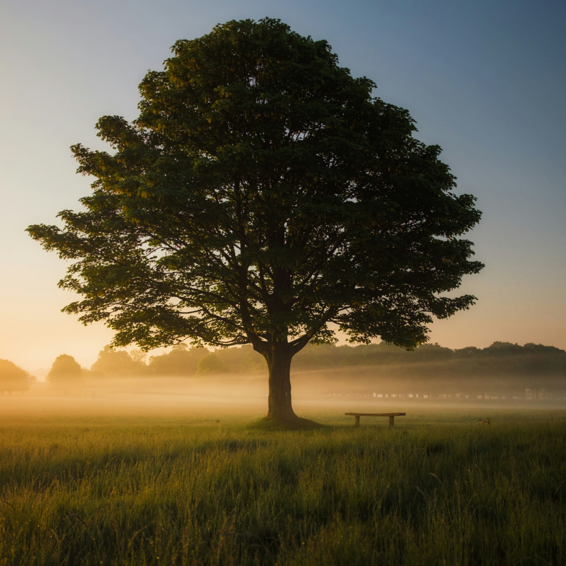 A tree in a field with the sun setting in the distance.